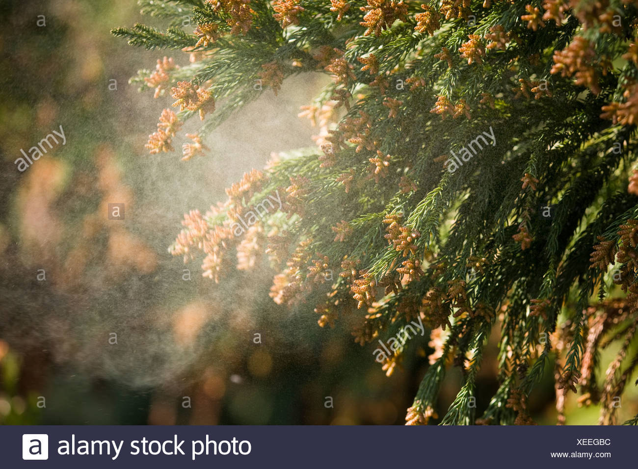 Cedar Pollen High Resolution Stock Photography and Images Alamy