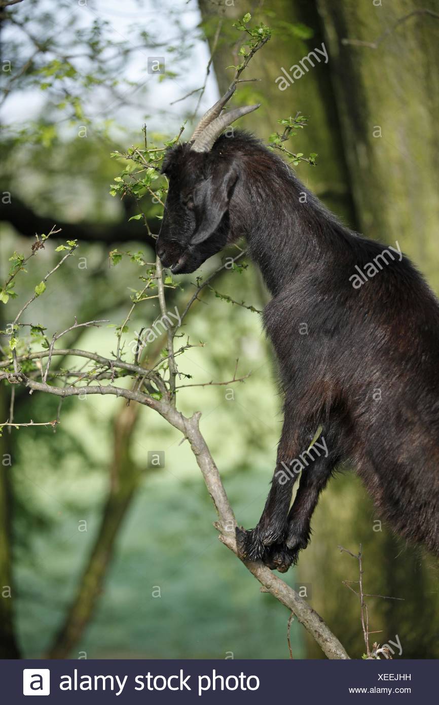 Long Eared Goat High Resolution Stock Photography and Images Alamy