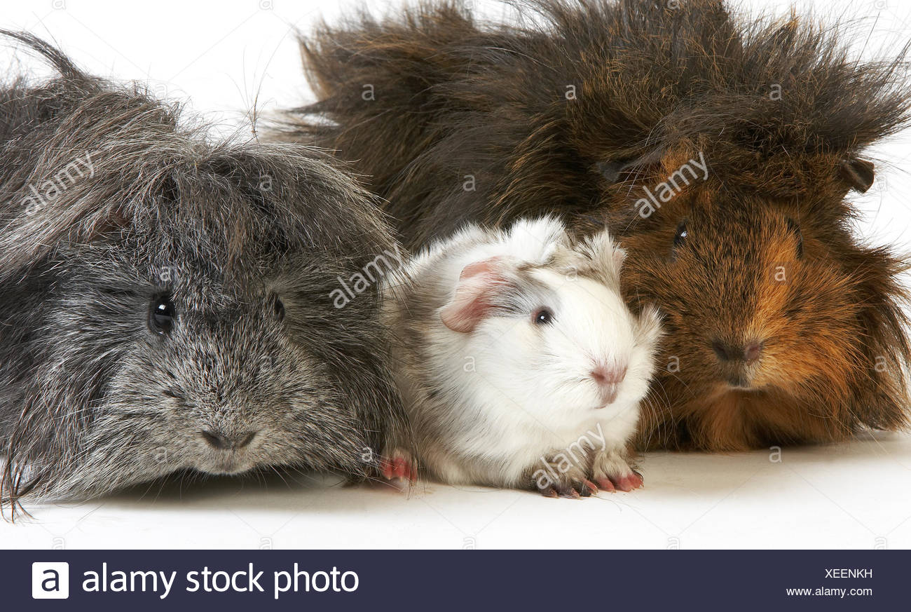 Long Hair Guinea Pig Cavia Porcellus Group Against White