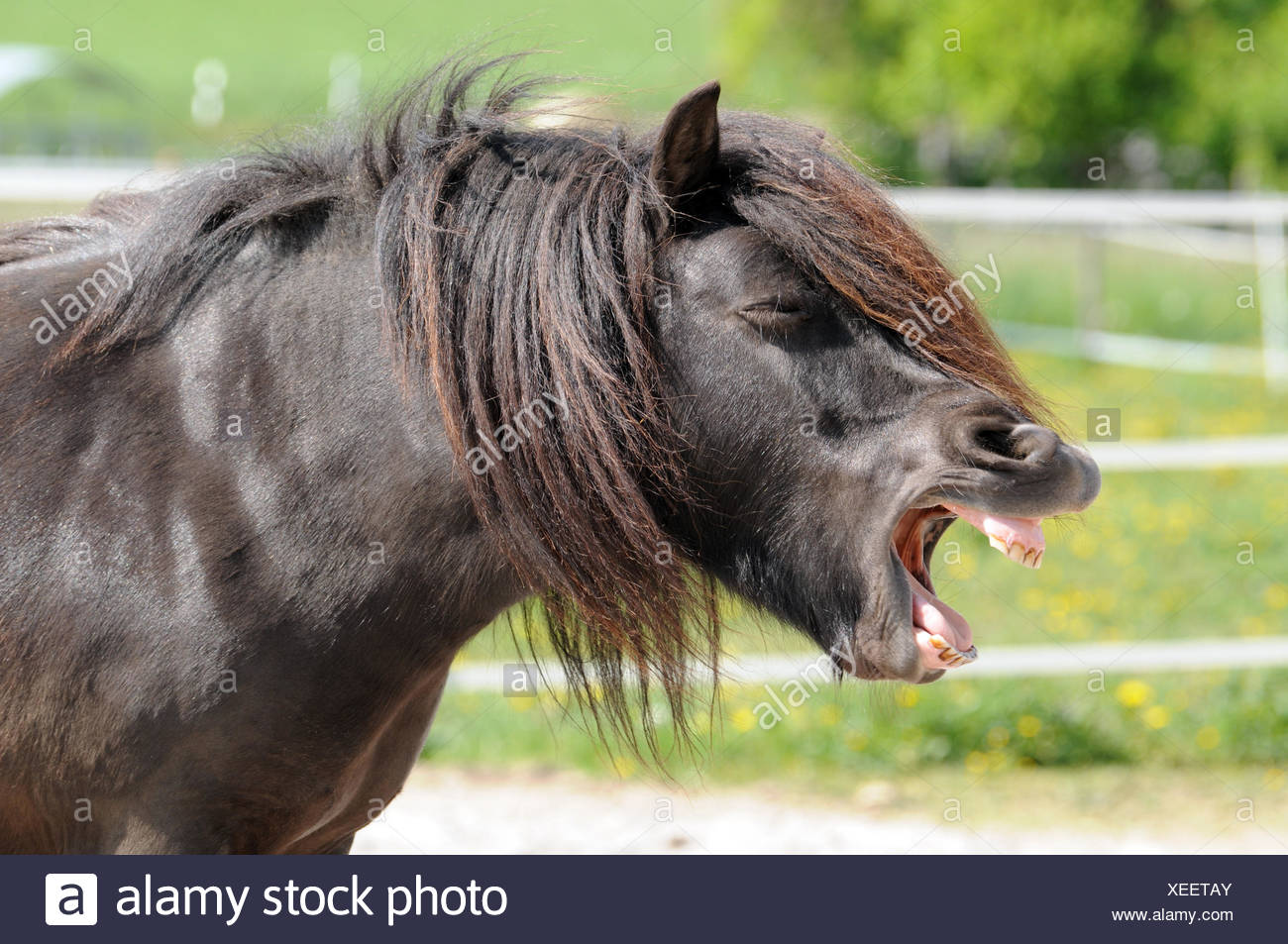 Winter Horse Blankets >> Shetland Pony Funny Stock Photos & Shetland Pony Funny Stock Images - Alamy Winter Horse Blankets >> Shetland Pony Funny Stock Photos & Shetland Pony Funny Stock Images - Alamy