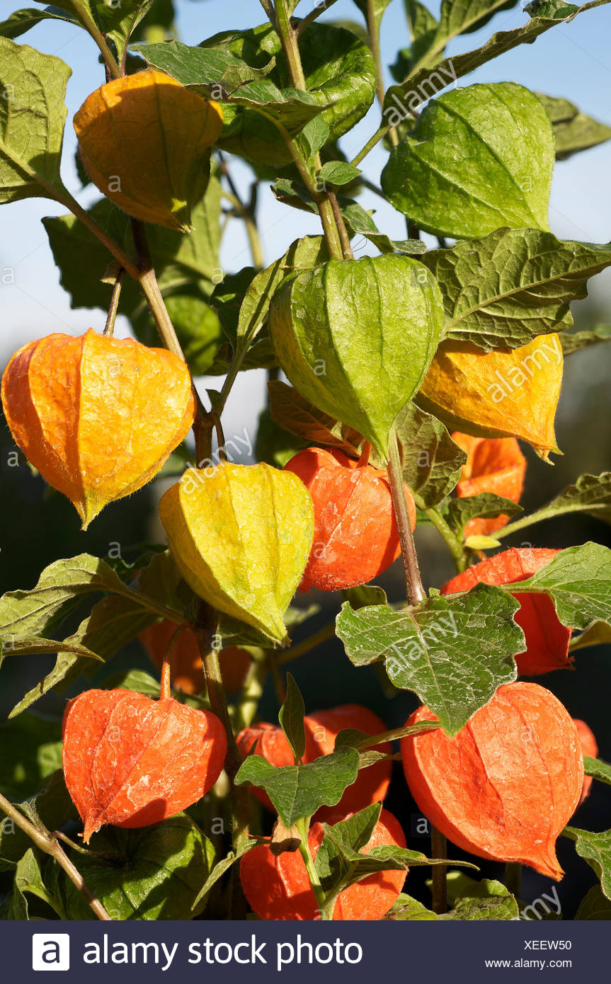Bladder Cherry Chinese Lantern Japanese Lantern Or Winter Cherry Physalis Franchetii Ornamental Plant Stock Photo Alamy