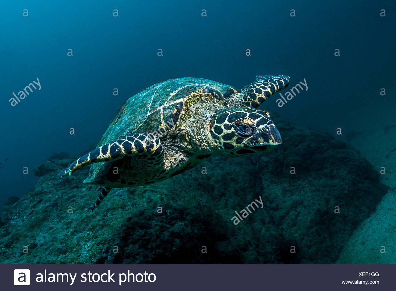 Isla Del Coco High Resolution Stock Photography and Images - Alamy