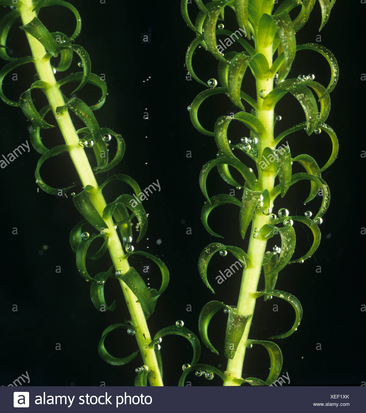 Элодея густолиственная. Элодея аквариумное растение. Растение элодея канадская. Элодея канадская. Элодея канадская.