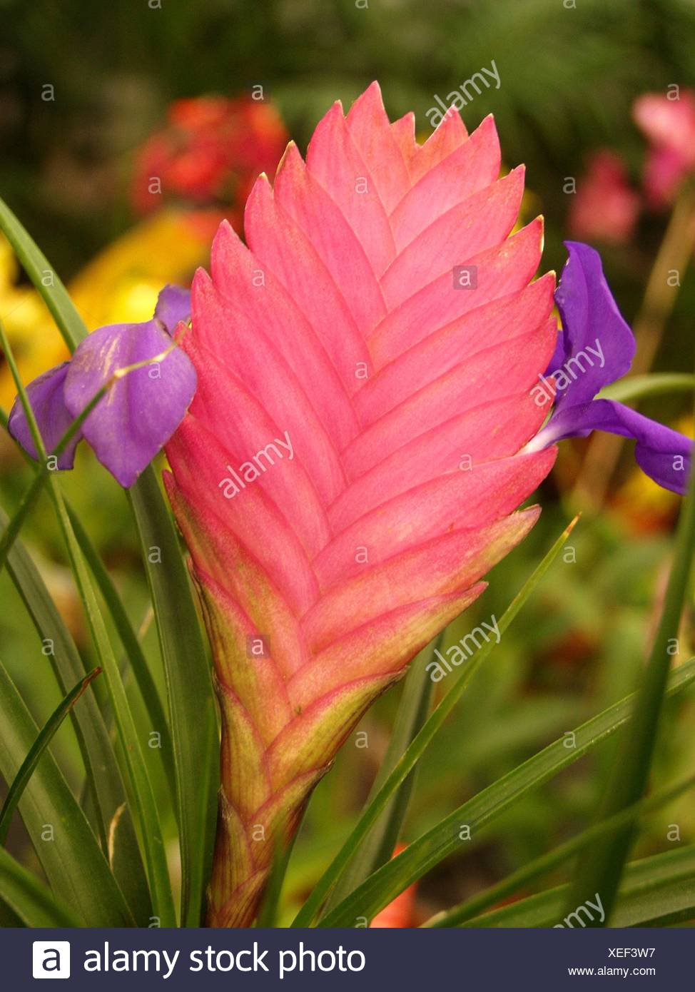Tillandsia Tillandsia Sp High Resolution Stock Photography and Images ...