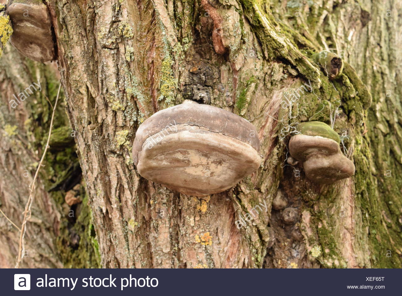 Tinder mushroom - folk healer 63 Tinder mushroom - folk healer 86