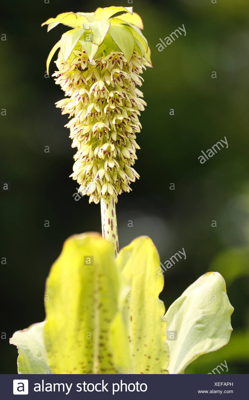 Bicolor Pineapple Flower High Resolution Stock Photography and