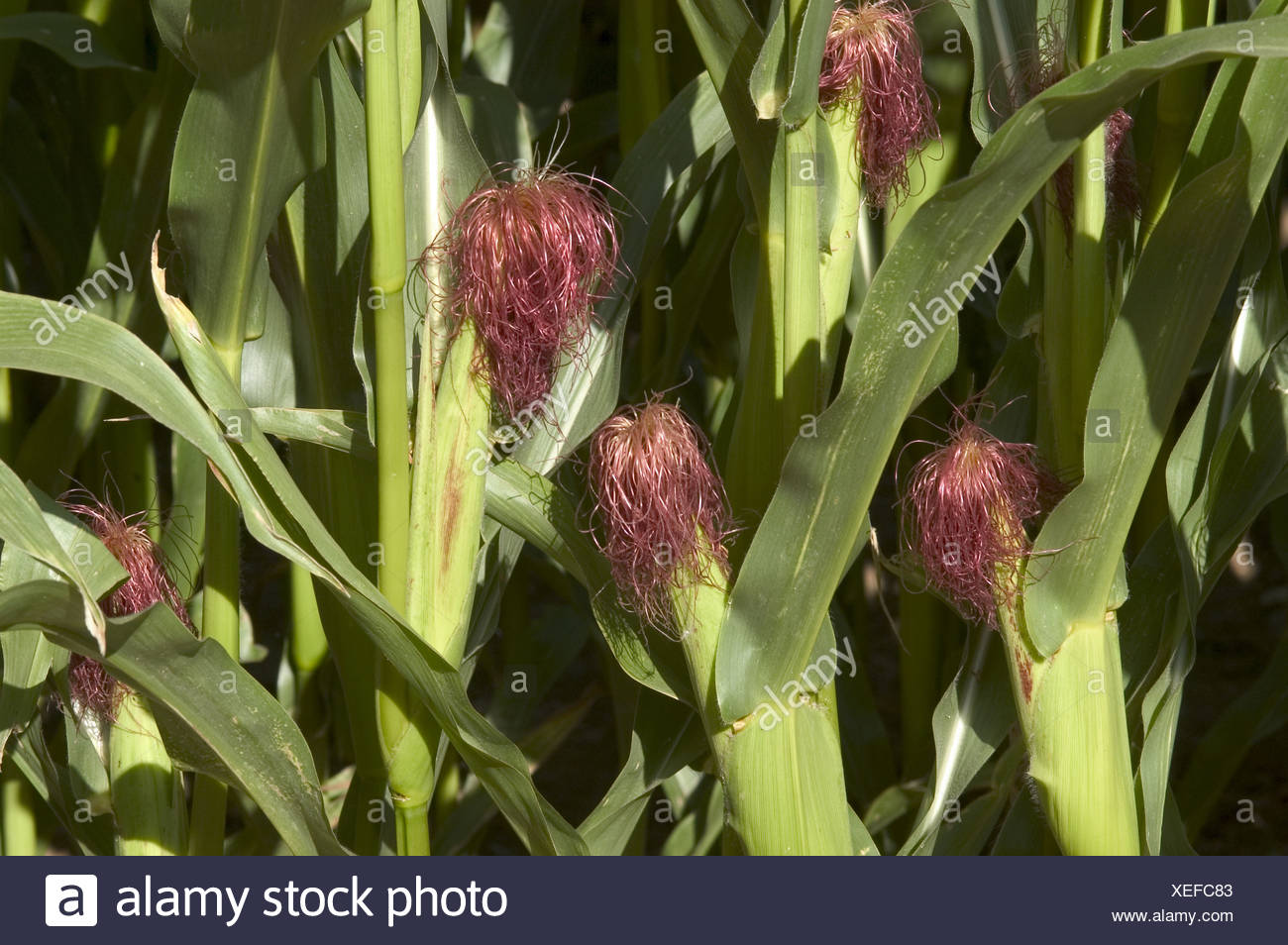 Corn Tassel High Resolution Stock Photography and Images Alamy