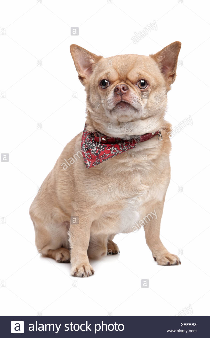 Fat Dog Chihuahua Stock Photos Fat Dog Chihuahua Stock Images