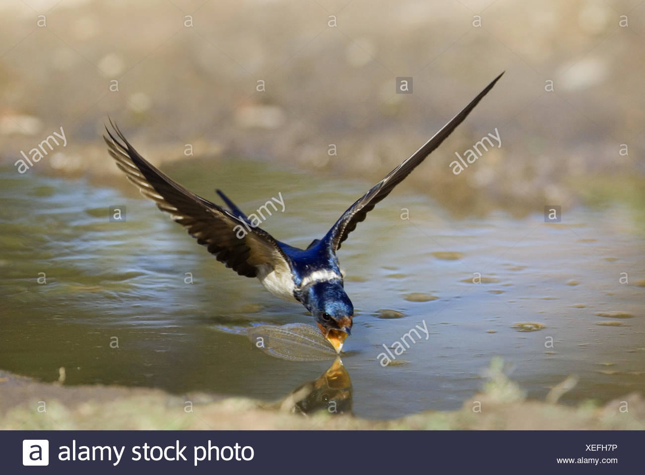 barn-swallow-hirundo-rustica-swallow-drinking-in-flight-from-a-lake-germany-XEFH7P.jpg