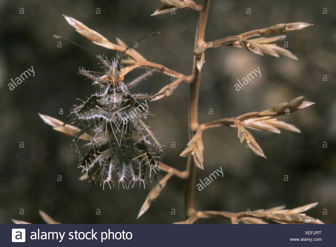 Golden Egg High Resolution Stock Photography And Images Alamy