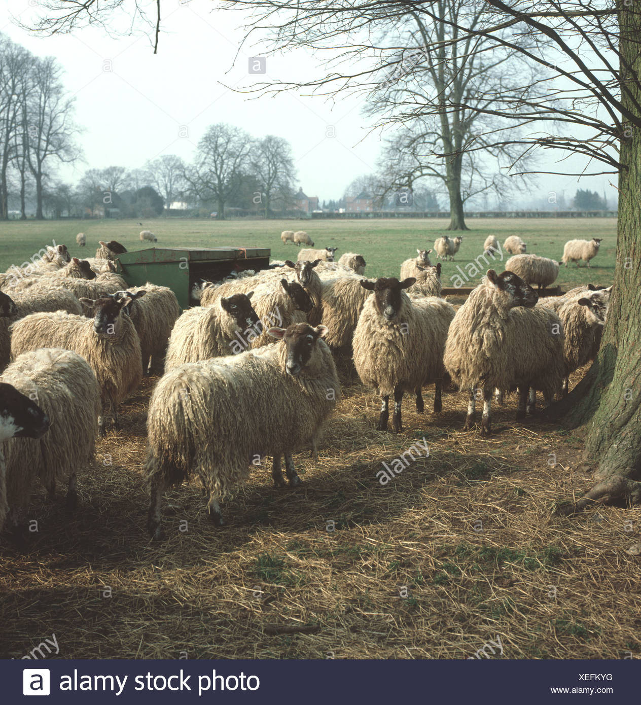 North Of England Mule Sheep By Hay Feeder Under A Leafless Horse