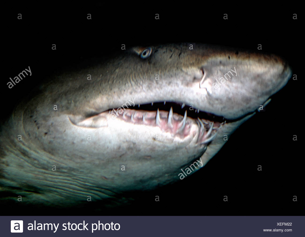Nurse Shark Teeth High Resolution Stock Photography and Images - Alamy