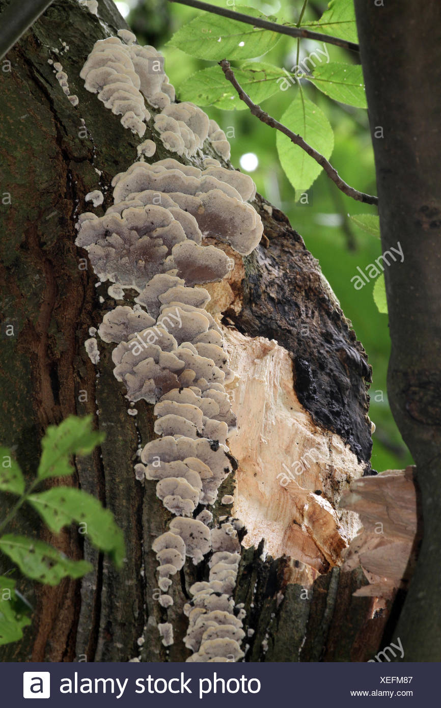 Ash Tree Fungus Stock Photos & Ash Tree Fungus Stock Images Alamy