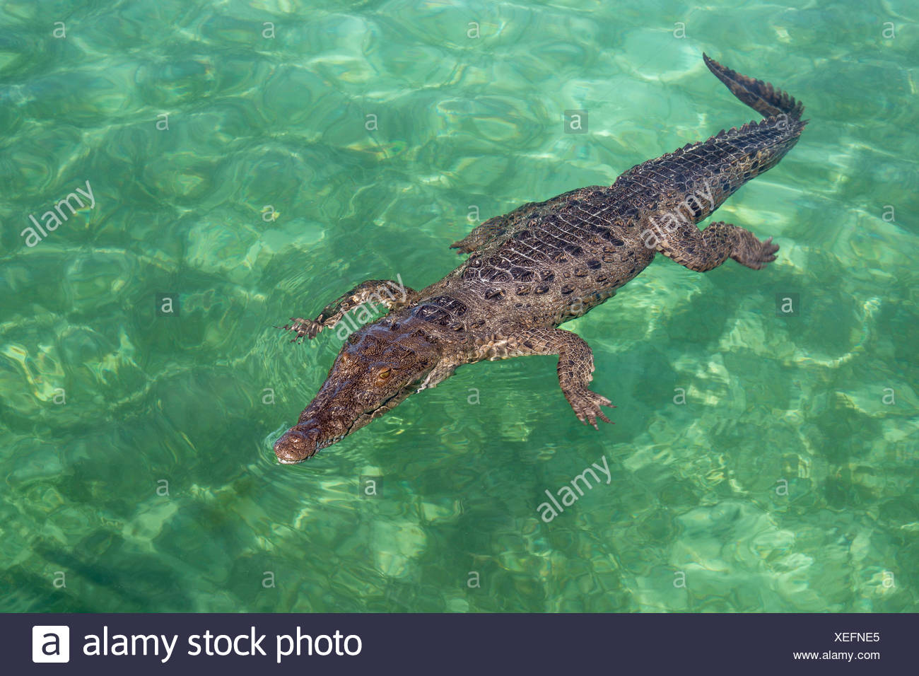 Crocodile High Resolution Stock Photography And Images Alamy Crocodile High Resolution Stock Photography And Images Alamy