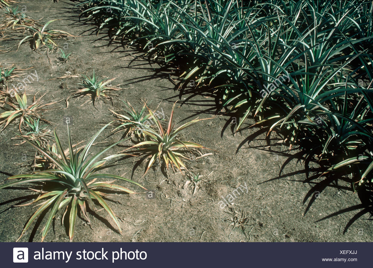Phytophthora Root Rot High Resolution Stock Photography and Images Alamy