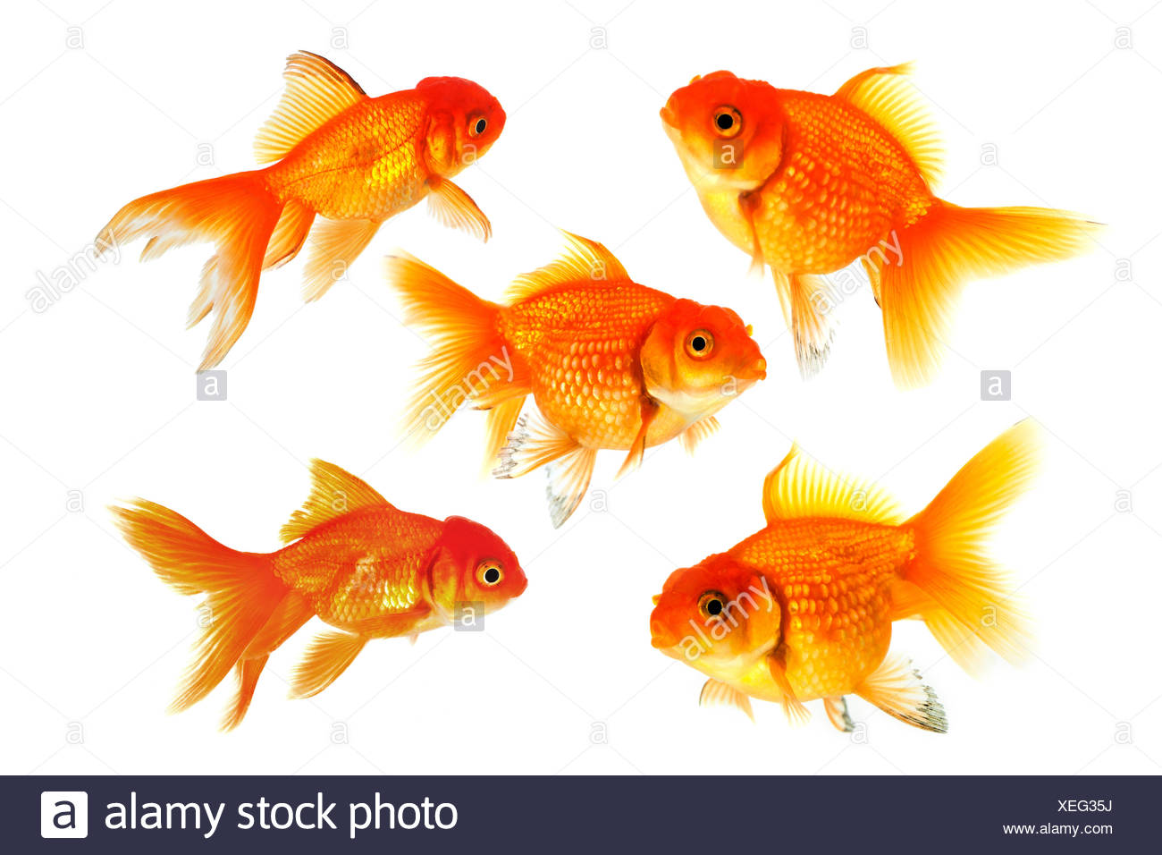 fish toys for goldfish