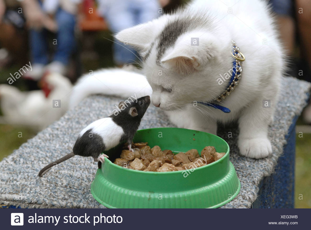 Cat And Mouse Friends High Resolution Stock Photography And Images Alamy