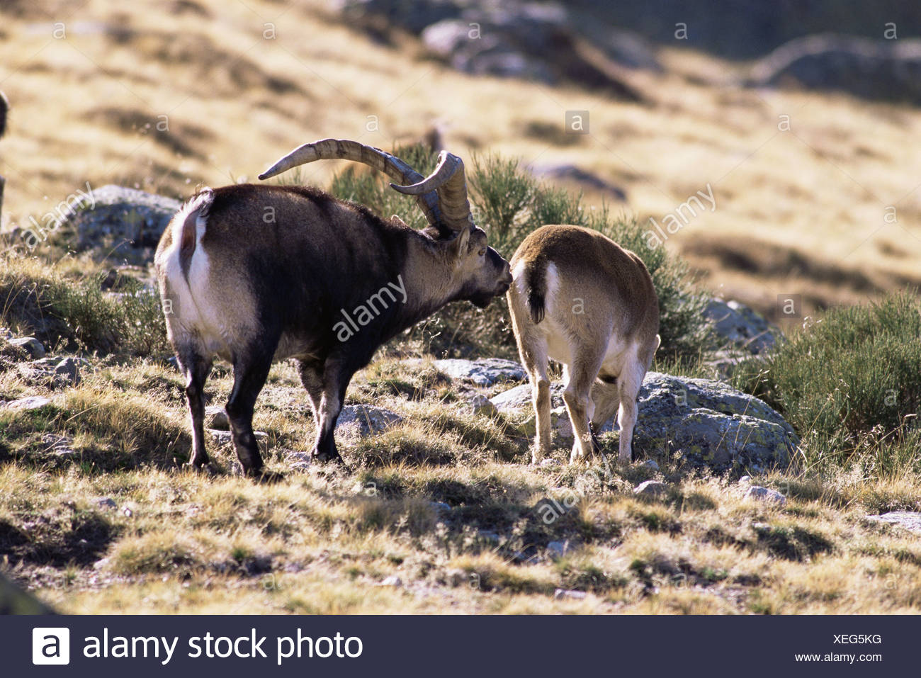 Mating Goats High Resolution Stock Photography and Images - Alamy