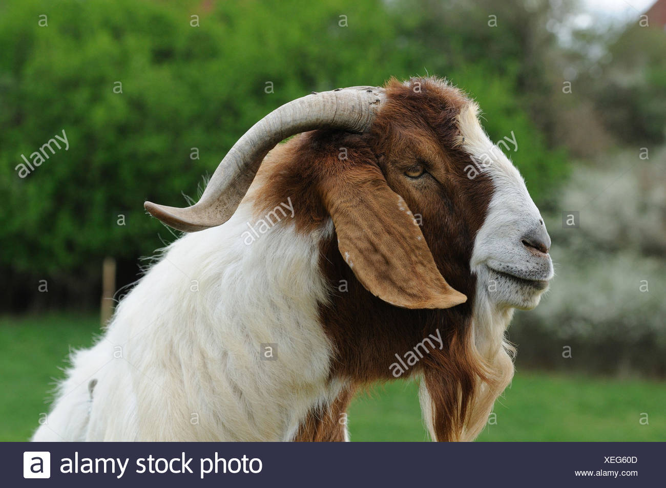 Male Boer Goat Stock Photos Male Boer Goat Stock Images Alamy