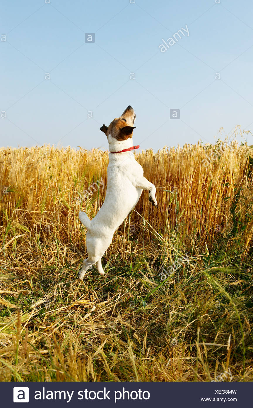 Dog Hopping High Resolution Stock Photography and Images Alamy