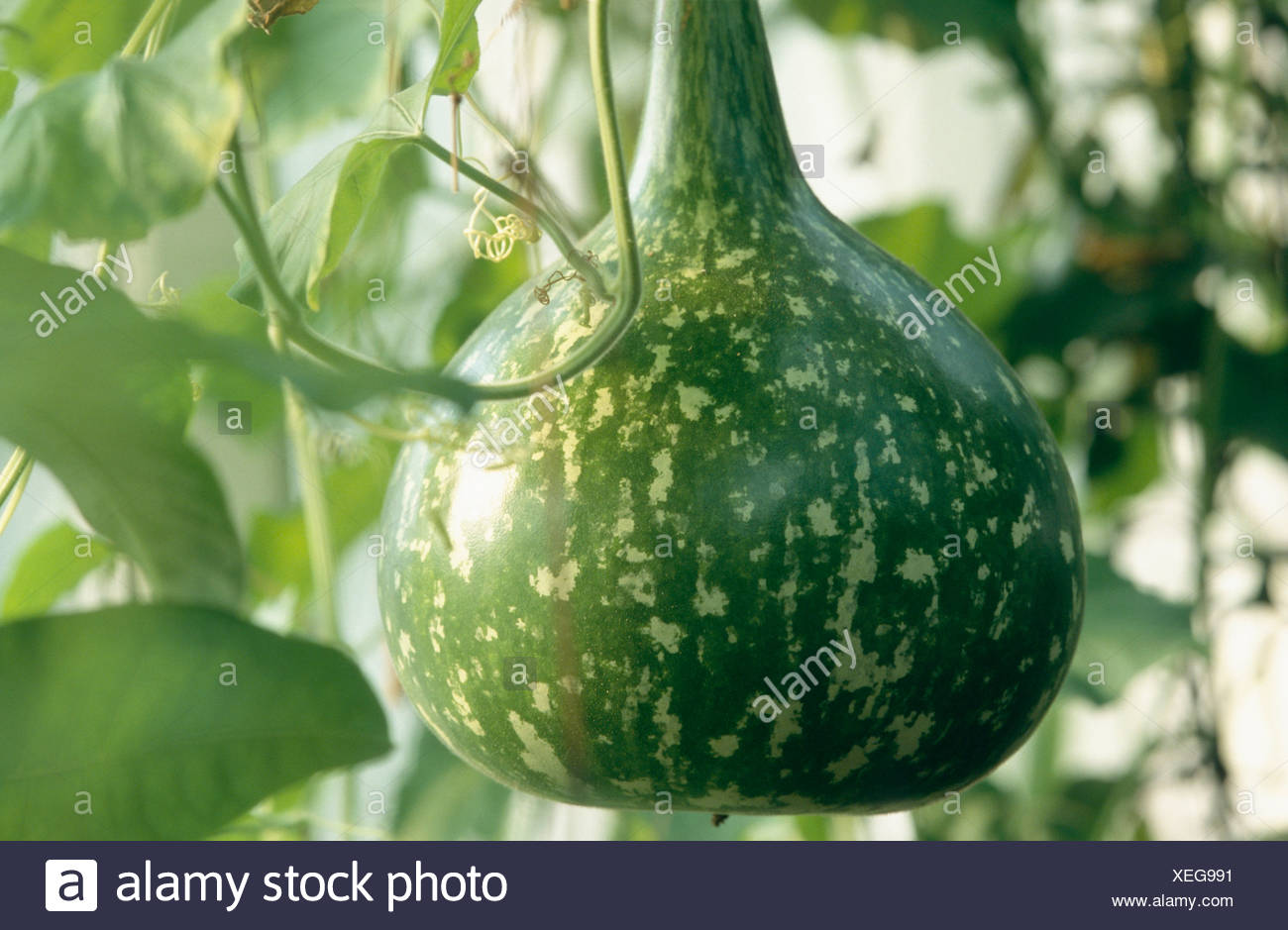 White Flower Gourd Lagenaria Siceraria High Resolution Stock