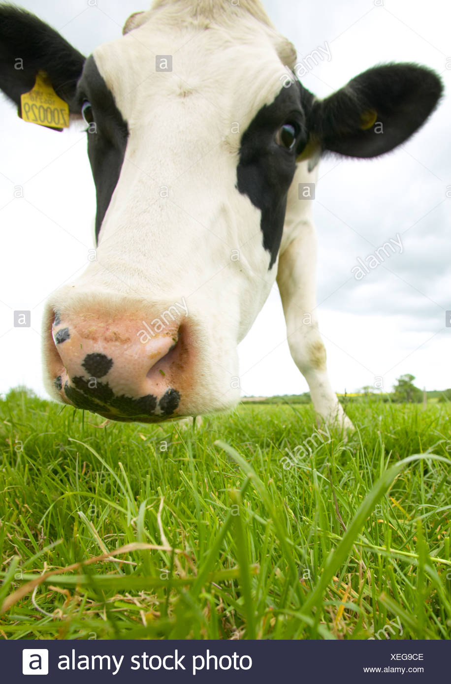 Holstein Friesian High Resolution Stock Photography and Images - Alamy