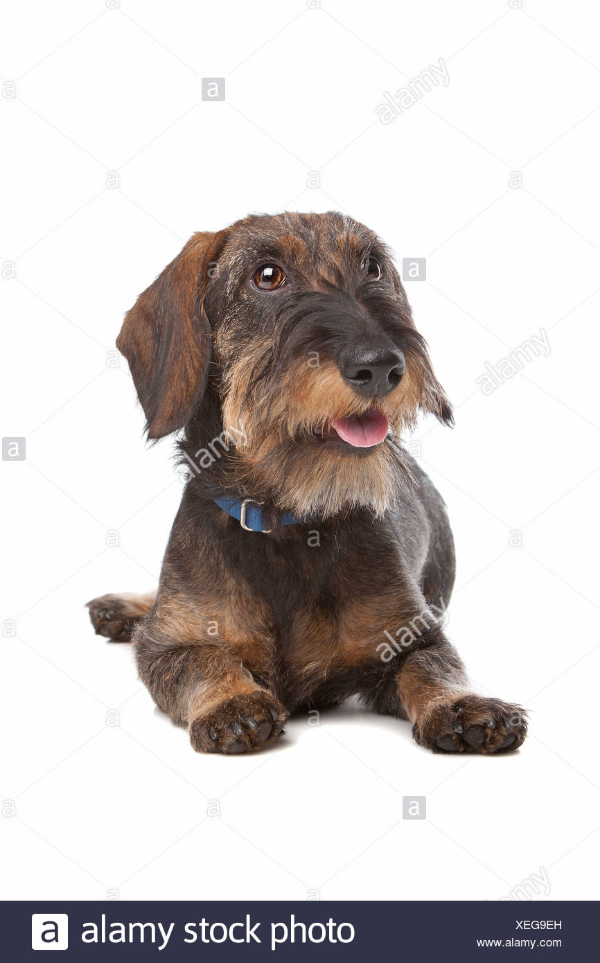 K Haired High Resolution Stock Photography And Images Alamy