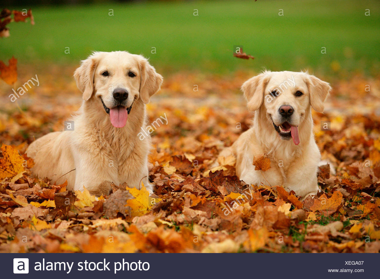 Puzzle 3D Cristal – Golden Retriever, 44 Pièces – Modèle Pour Collectionneurs