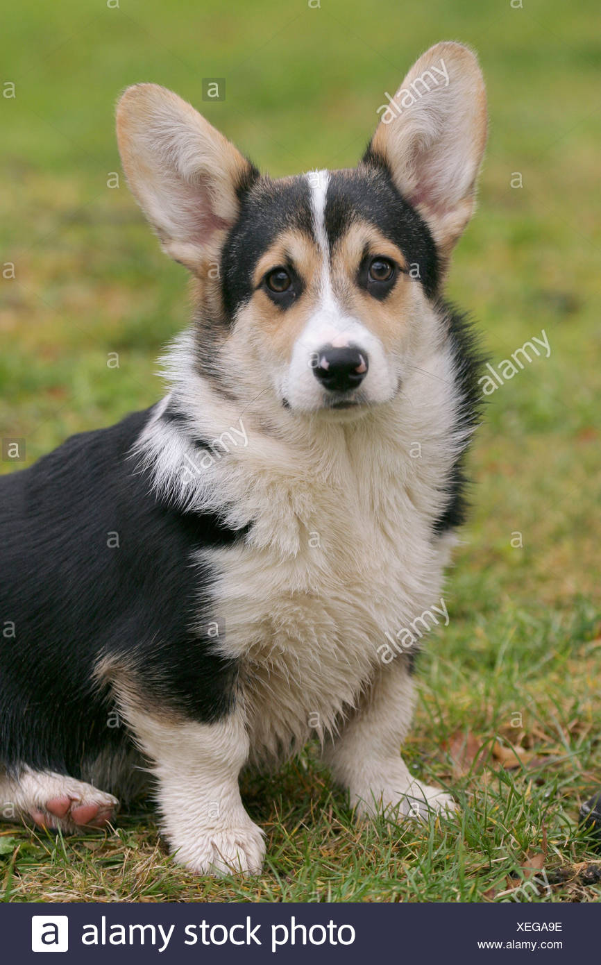 Sitzender Sitting Welsh Corgi Pembroke Stock Photo 284330410