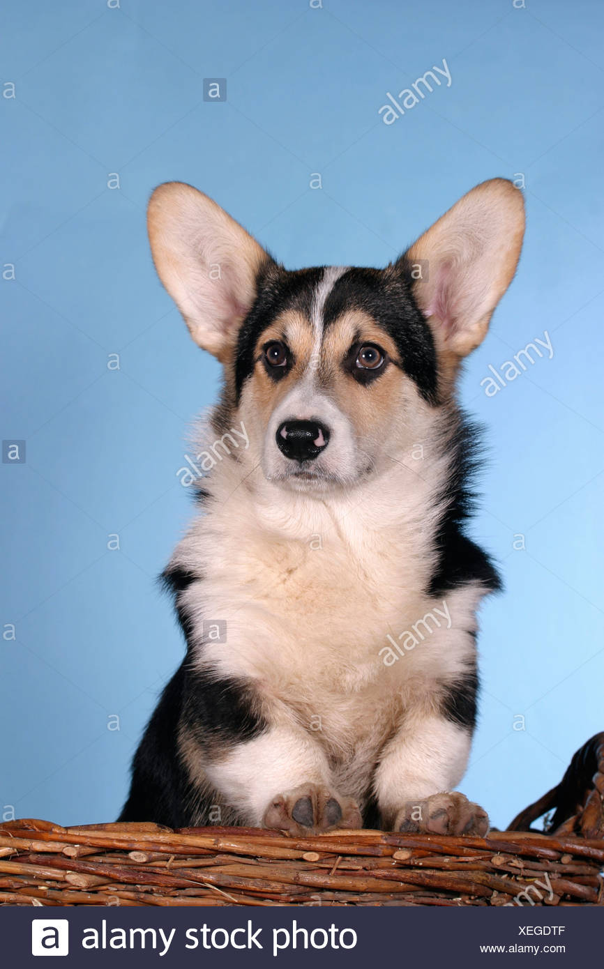 Treibhunde Short Hair Shorthair Shorthaired Short Haired Frontal