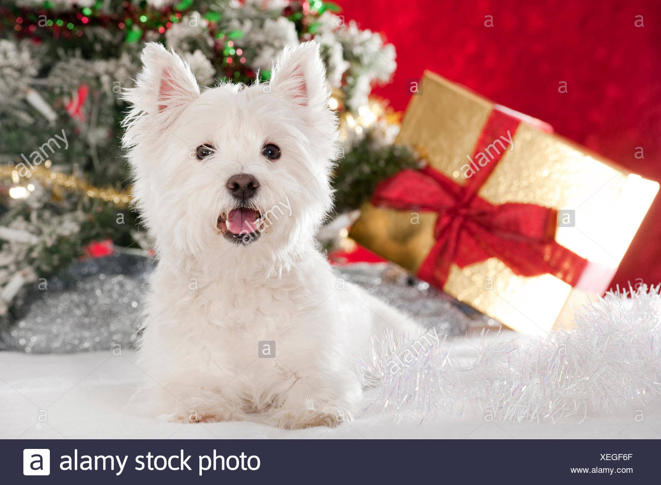 Westie Christmas High Resolution Stock Photography And Images Alamy