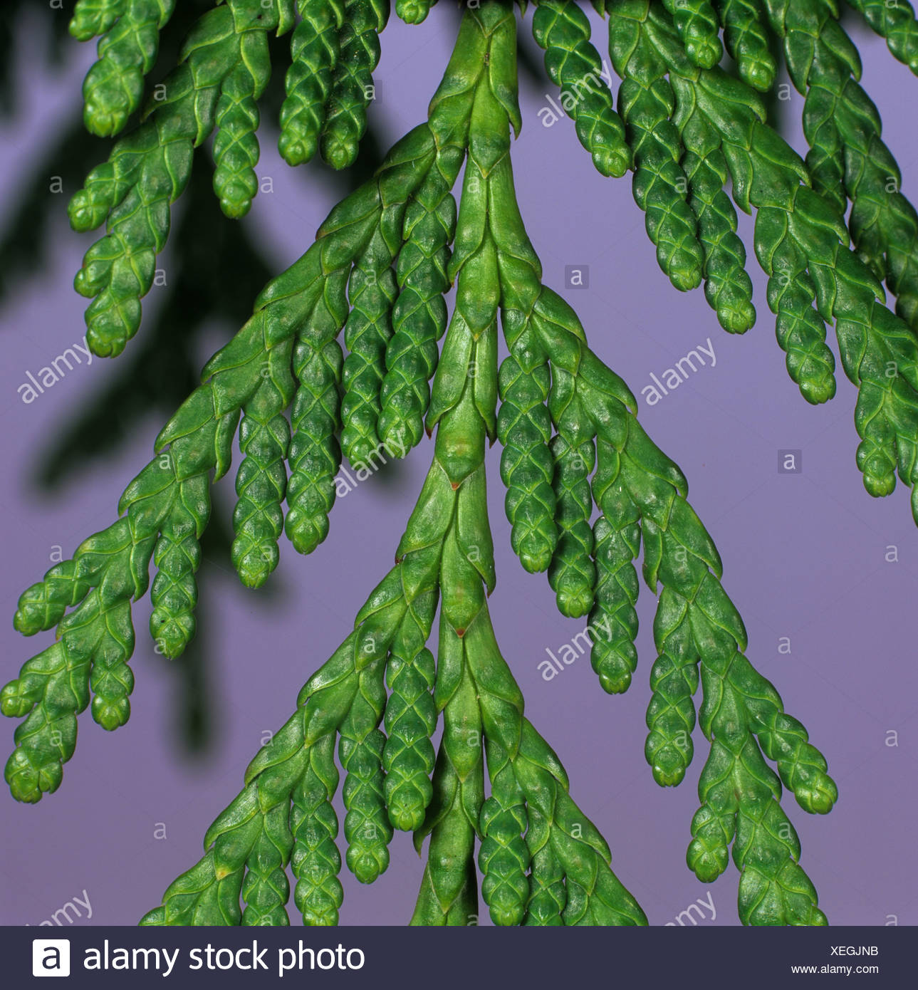 Western Red Cedar Leaves Thuja Plicata High Resolution Stock