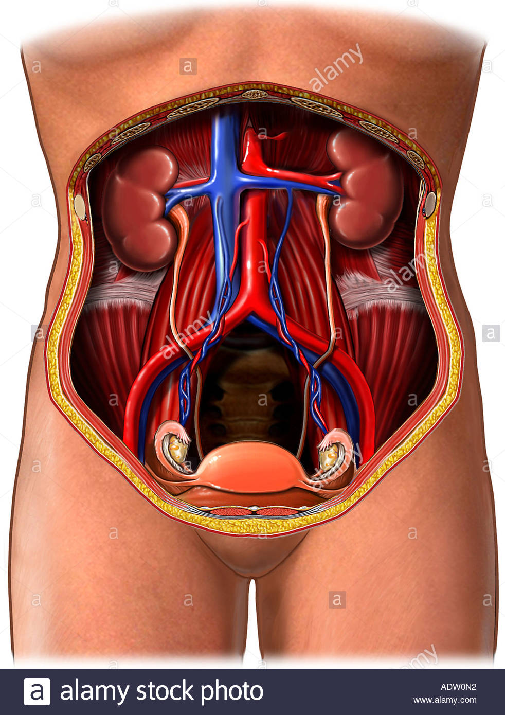 Анатомия женщины низ живота