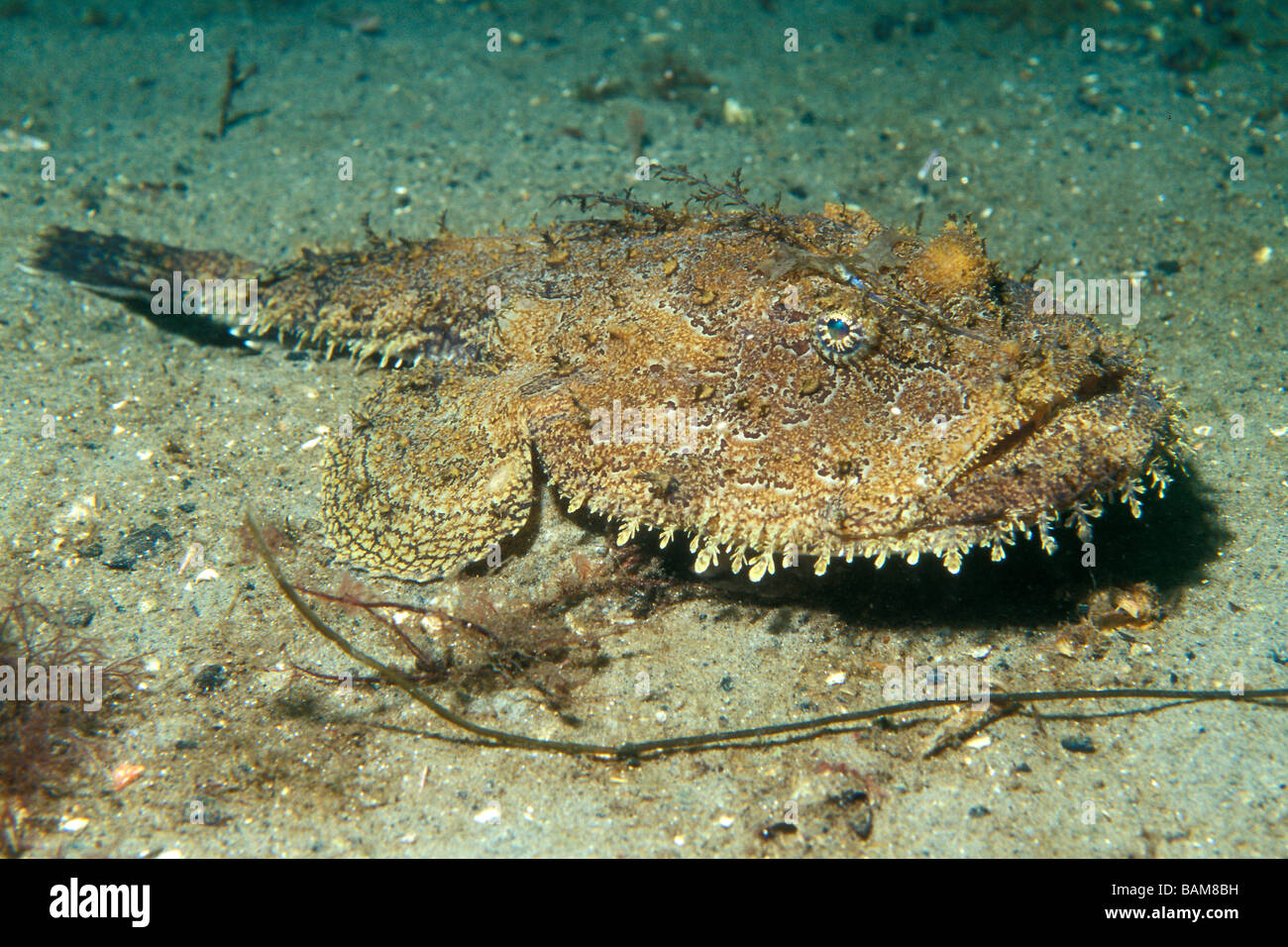 черное море морской черт