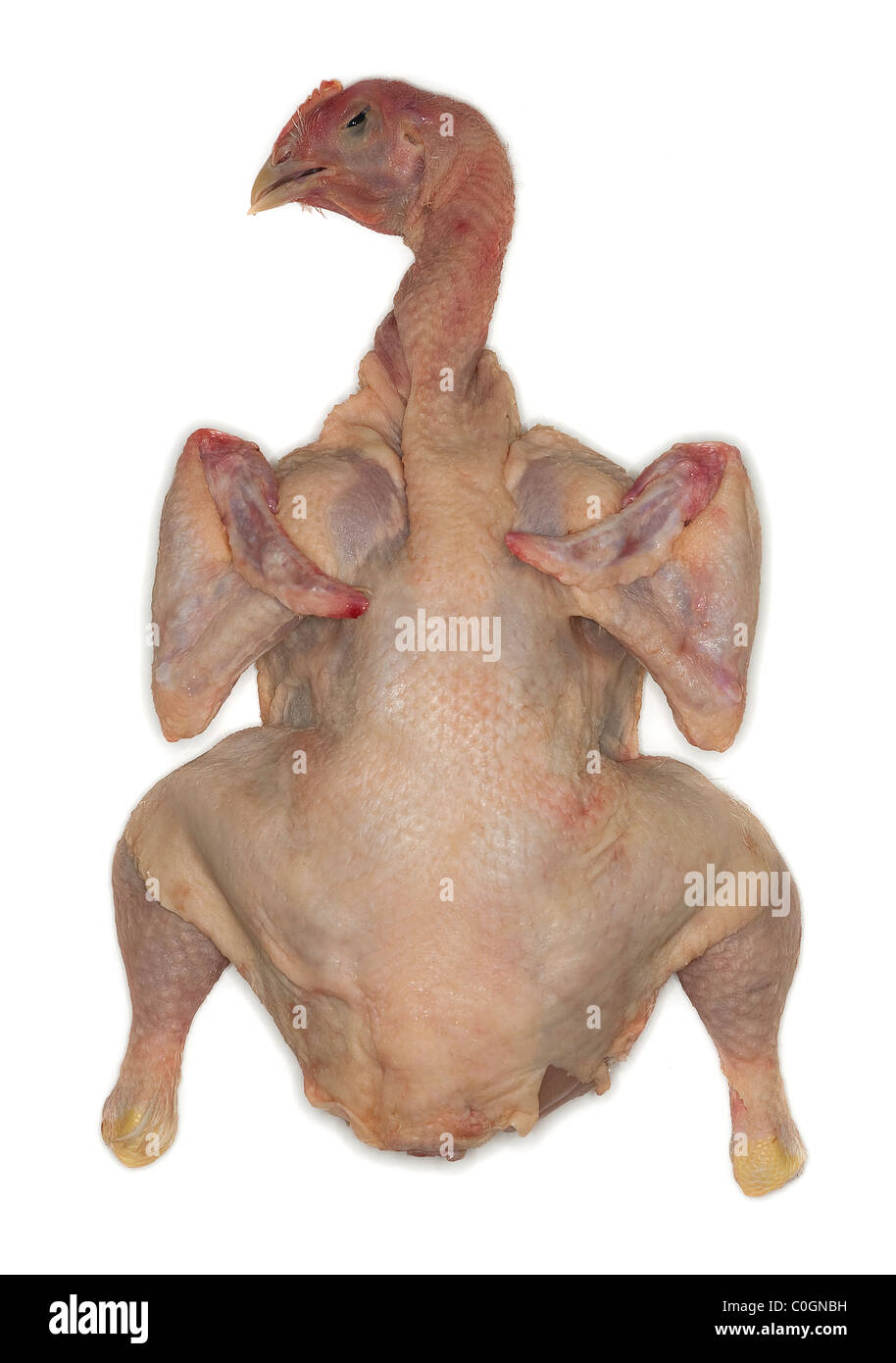head-of-a-dead-and-plucked-chicken-ready-to-be-cooked-cutout-c0gnbh.jpg