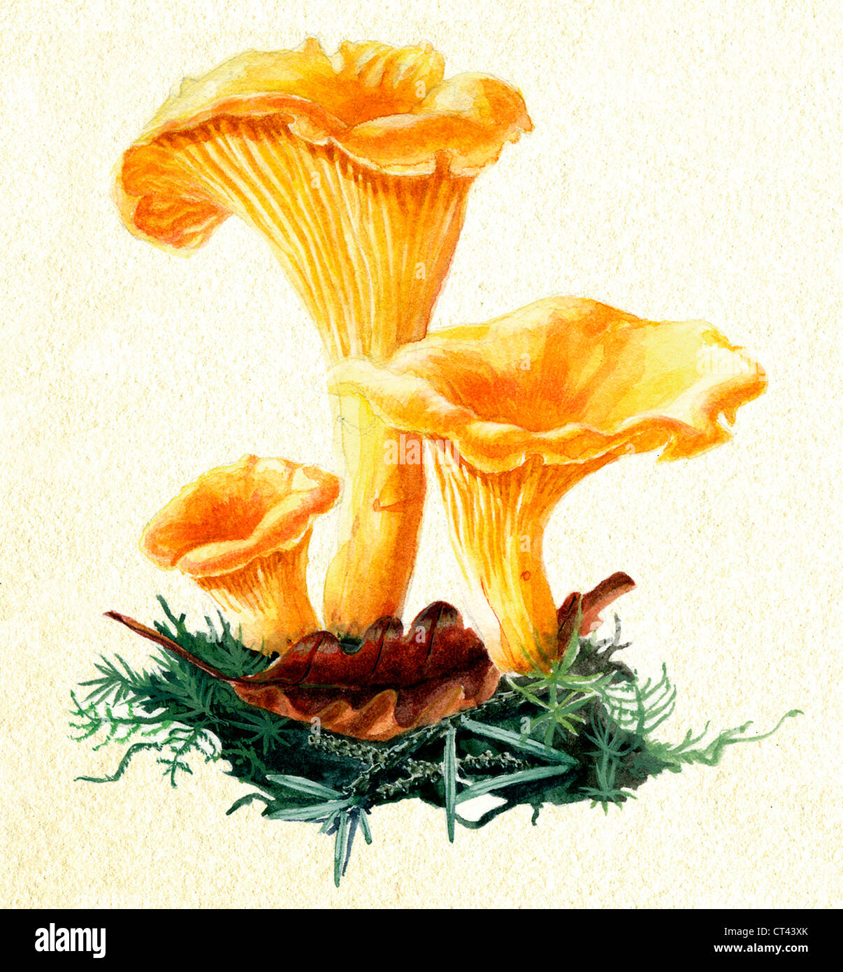 CHANTERELLE, DRAWING Stock Photo Alamy