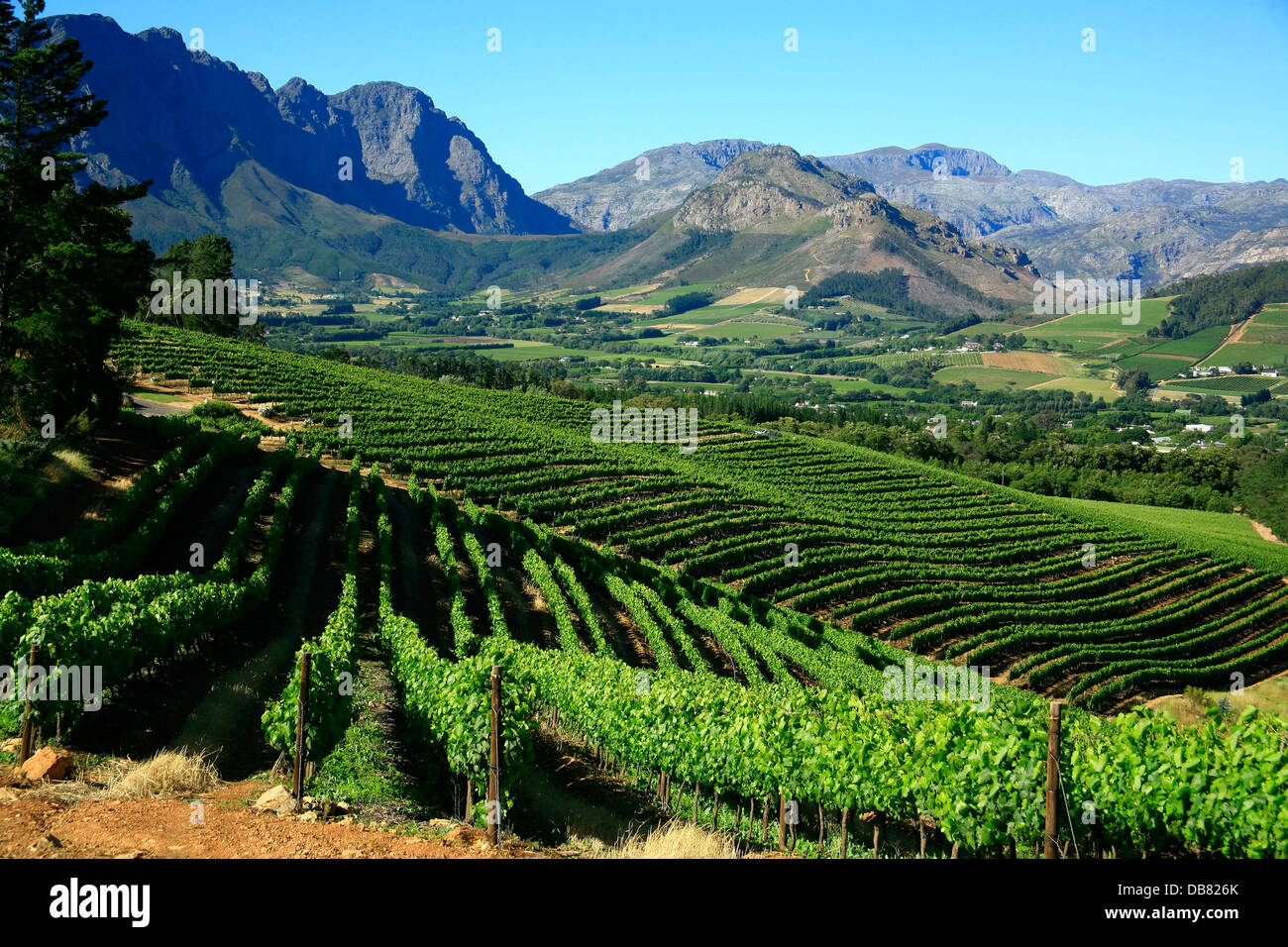 South Africa Winelands Western Cape Cape Winelands Near Cape Town 