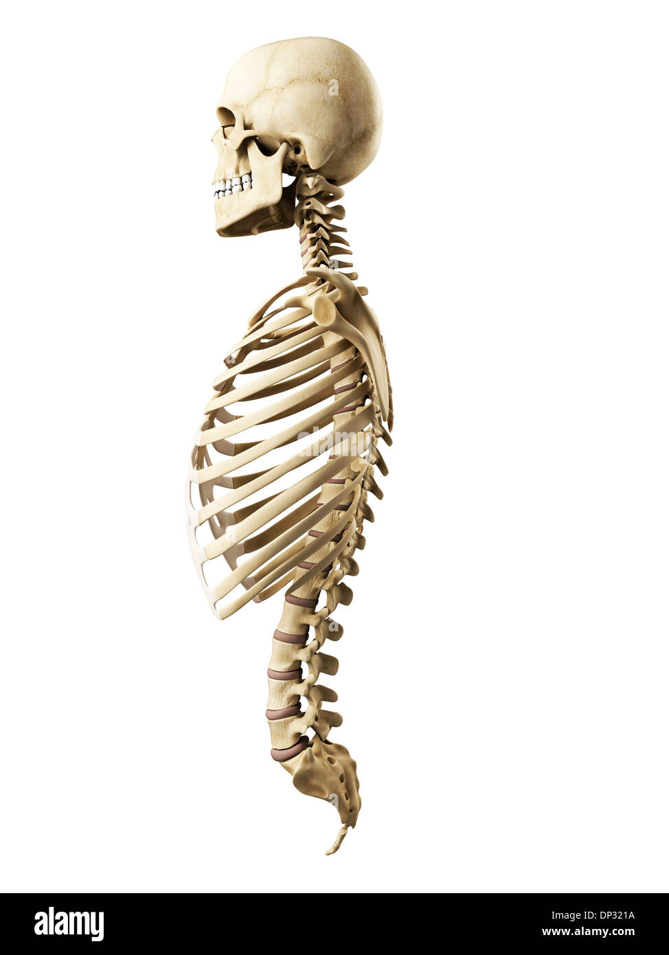 Скелет человека сбоку картинки