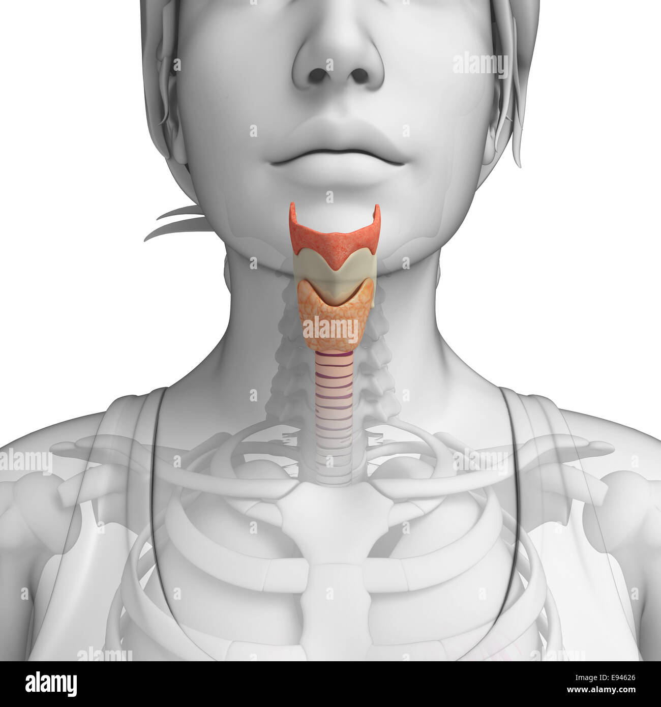 Женское горло анатомия
