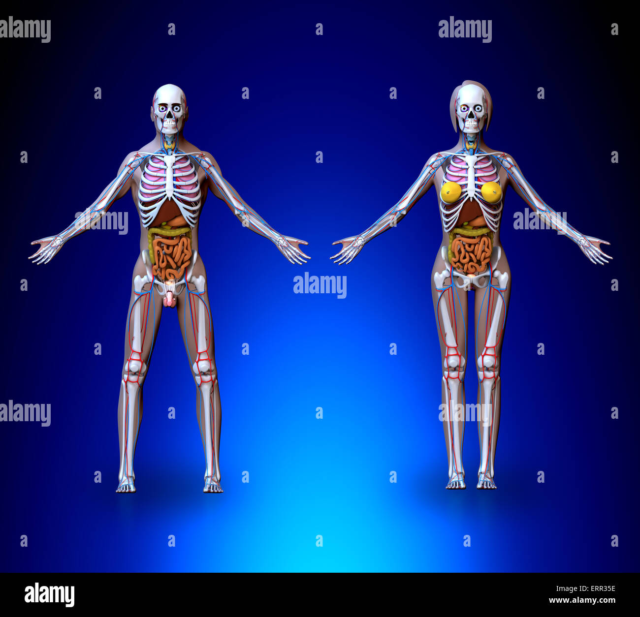 Женский и мужской скелет