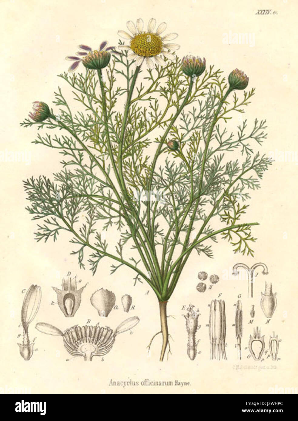 Ромашка лекарственная Ботанический рисунок