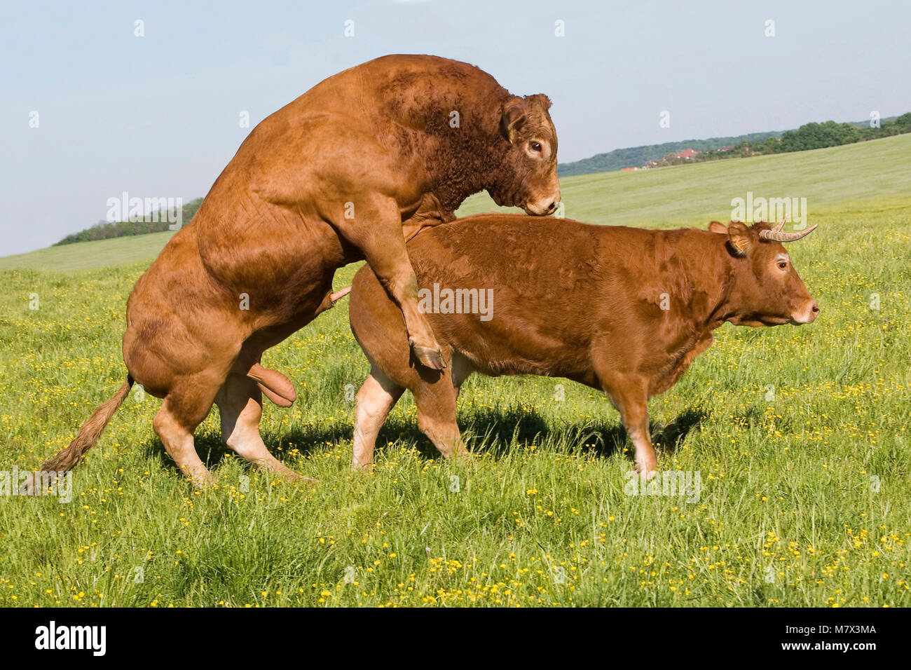 порно животных коров фото 15