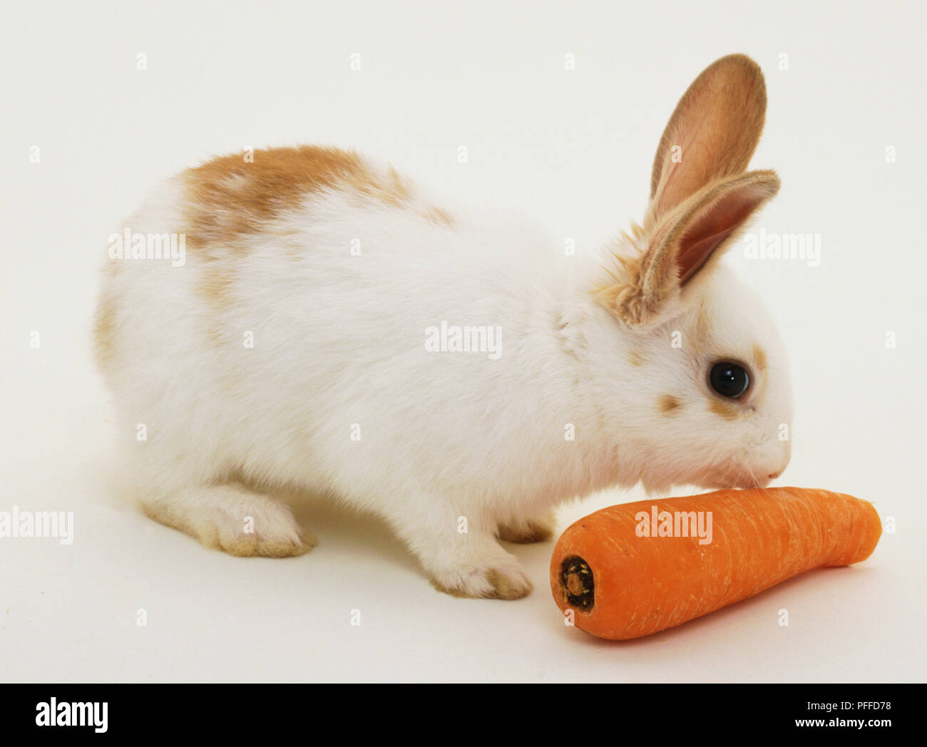 Кролики южно сахалинск. Зодчий, южно-сахалинск, железнодорожная улица, 168. Белый кролик южно-сахалинск сахалинская. Кролик французский великан. Кролик и кот 2023.