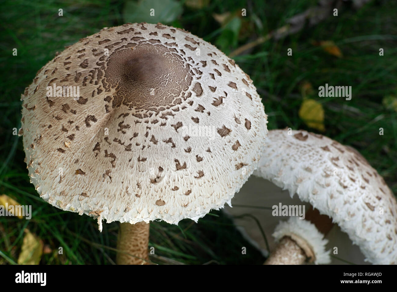 Macrolepiota Procera Parasol Mushroom Stock Photo Alamy Macrolepiota Procera Parasol Mushroom Stock Photo Alamy