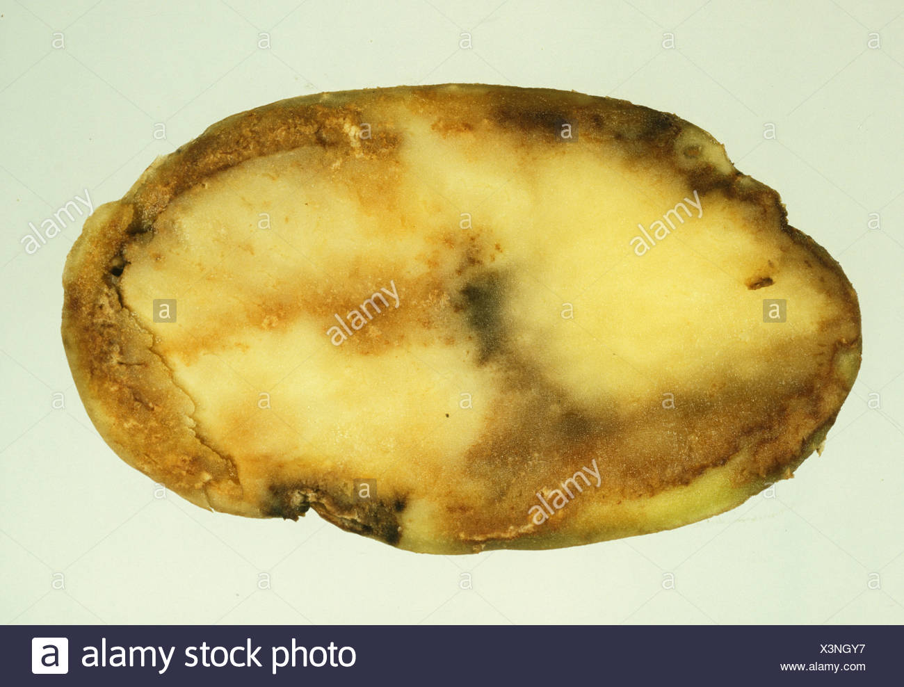 Фитофтора – Бич картофеля
