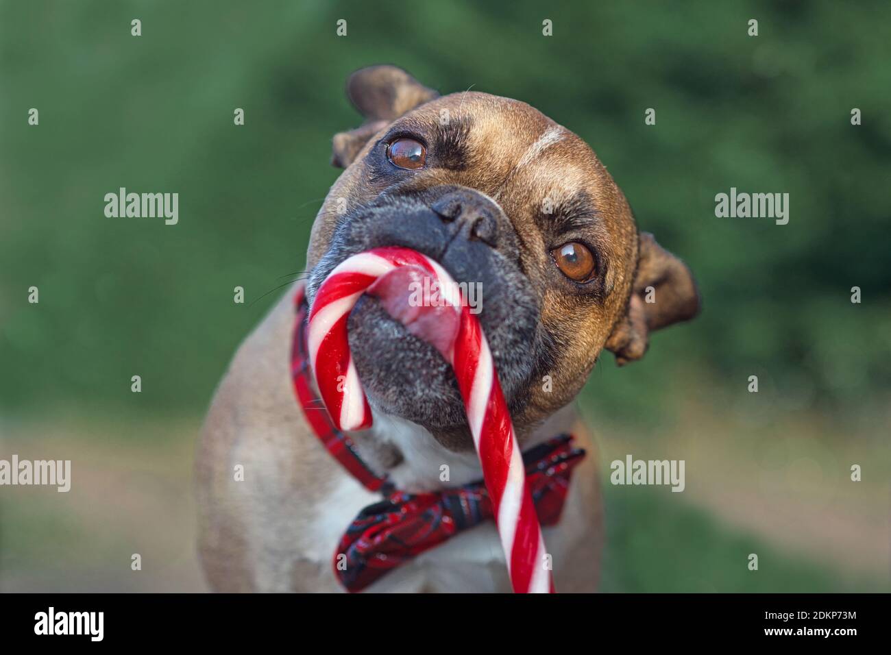 Dog Candy Cane Stockfotos Und Bilder Kaufen Alamy