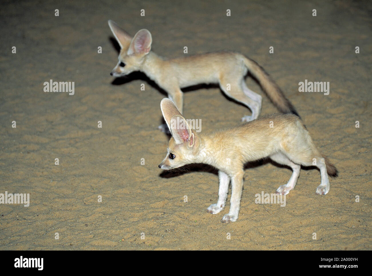 FENNEC FÜCHSE zwei junge Vulpes zerda Tunesien Stockfoto