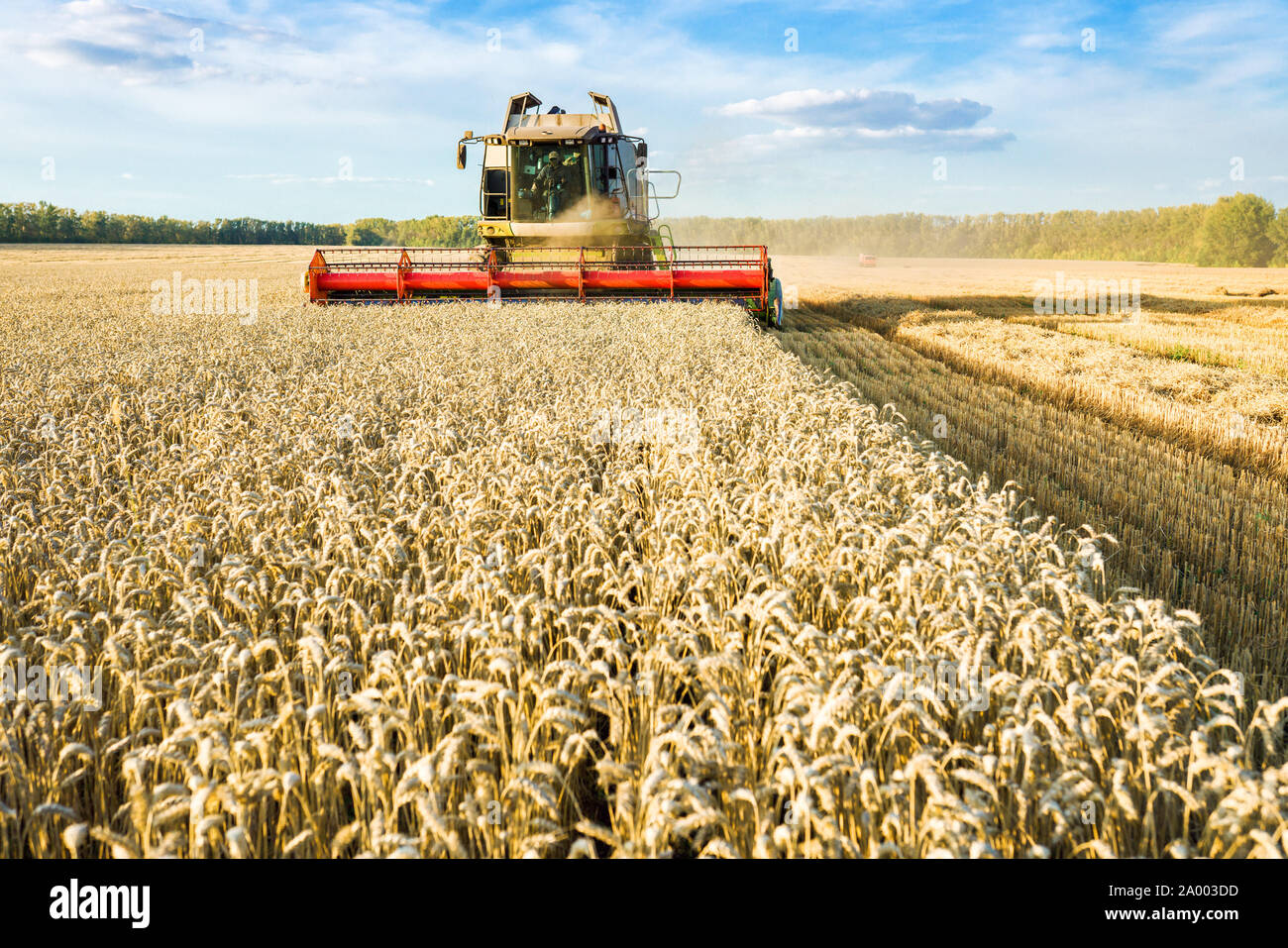 Vor dem Hintergrund eines sonnigen Sommertag und blauer Himmel mit Wolken. Mähdrescher ernten Reif goldene Weizen auf dem Feld. Das Bild der Stockfoto