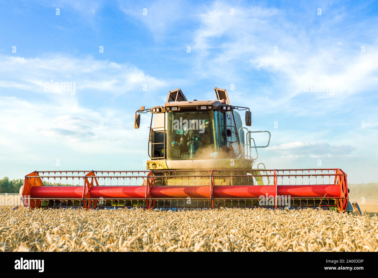 Vor dem Hintergrund eines sonnigen Sommertag und blauer Himmel mit Wolken. Mähdrescher ernten Reif goldene Weizen auf dem Feld. Das Bild der Stockfoto