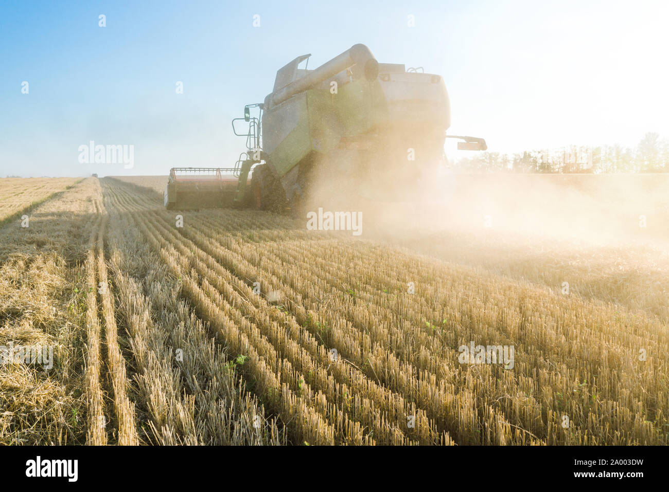 Vor dem Hintergrund eines sonnigen Sommertag und blauer Himmel mit Wolken. Mähdrescher ernten Reif goldene Weizen auf dem Feld. Das Bild der Stockfoto